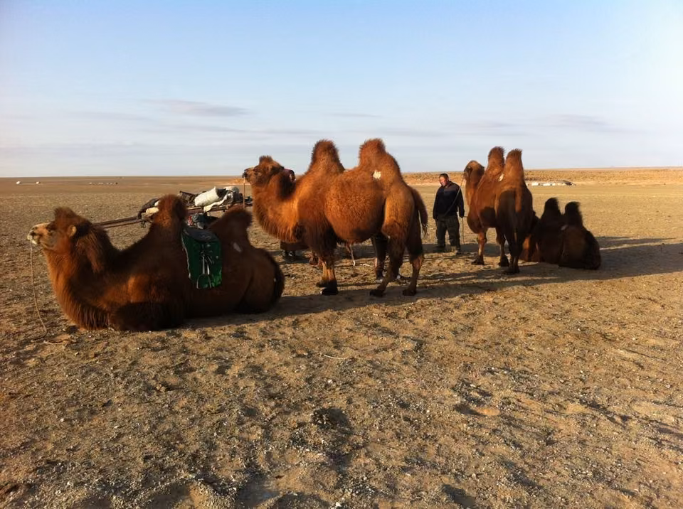 Gobi